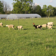 Black and white sheep run through a green field with high tunnels in the background.